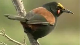 David Attenborough Up Close with Exotic Birds in New Zealand  BBC Studios [upl. by Reamonn]