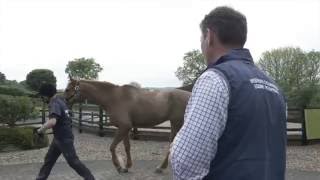 Spotting Lameness with Petplan Equine [upl. by Penny568]