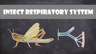 Insect Respiratory System  Entomology [upl. by Zakaria]