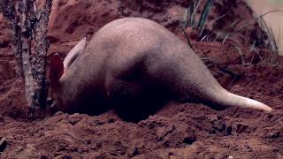 Aardvarks at the Bronx Zoo [upl. by Helali]