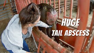 Catching Cows a Deer and a BIG Abscessed Tail [upl. by Charry]