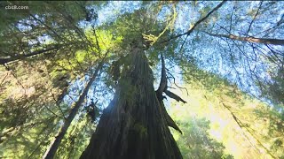 Californias mighty Redwood trees in need of help only 5 of original forest still stands [upl. by Othelia480]