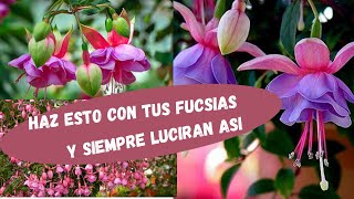 como cuidar 🌺LAS FUCSIAS🌺 [upl. by Ademordna]