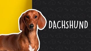 Tudo sobre o DACHSHUND Dogueiros Salsichinha Dachshund [upl. by Favin]