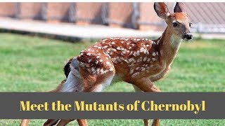 Animals of Chernobyl Meet the Mutants [upl. by Ewald]