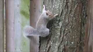 Eastern Grey Squirrel cant stop wagging its tail [upl. by Yarod]