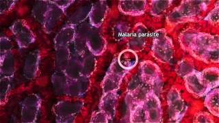 Malaria Lifecycle Part 1 Human Host 2016 [upl. by Cavallaro]