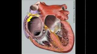 How to Pronounce Tachycardia CORRECTLY [upl. by Llevrac]