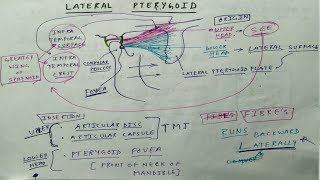 Muscle of Mastication  Lateral Pterygoid  TCML [upl. by Eidua]