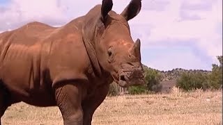 Raging Rhino Charge  Vet Safari  BBC Earth [upl. by Keating]