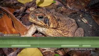 Cane Toad Sounds  The deep croaking calls of a Cane Toad in Australia [upl. by Cindee536]