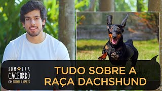 DACHSHUND SALSICHINHA  TUDO SOBRE RAÇAS DE CACHORRO  JULINHO CASARES [upl. by Oiramaj]