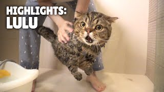 Highlights of LuLu the Cat  Kittisaurus [upl. by Afas]