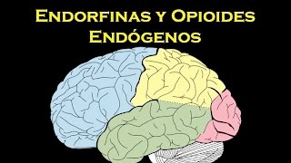 Endorfinas y opioides endógenos [upl. by Horwath]