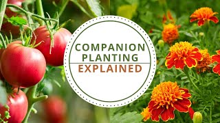 Companion Planting Explained [upl. by Andrus]