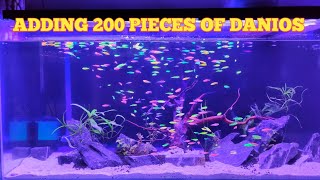 ADDING 200 MORE PIECES OF DANIOS ZEBRA FISH IN MY TANK [upl. by Queri]