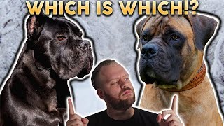 CANE CORSO OR BOERBOEL Whats The Difference [upl. by Assile]