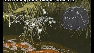 Mycorrhiza II – Erkennung und Nährstofftransfer [upl. by Cyndia854]