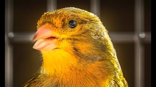 Canary Singing  1Master Training Video [upl. by Berck94]