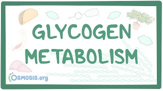 Glycogen metabolism [upl. by Lieno]