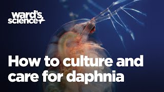 Caring and Culturing for Daphnia [upl. by Amye]