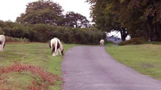 Tavistock Camping and Caravanning Club Site [upl. by Onairelav8]