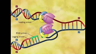 DNA Replication 3D Animation [upl. by Knowle406]