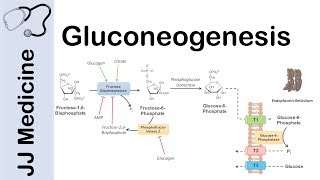 Gluconeogenesis Pathway Overview Enzymes CoFactors and Precursors [upl. by Kellyn]