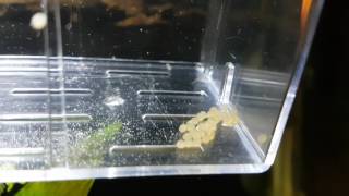 Corydoras albino eggs hatching after 4 days [upl. by Ravi597]