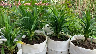 How To Grow Your Own Pandan  Growing Pandan Grass  How To Grow Pandan Plant from cutting at Home [upl. by Maggio]