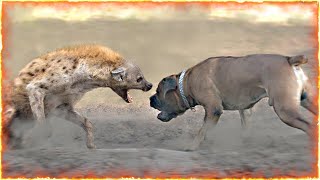 Boerboel VS Hyena [upl. by Eimorej]