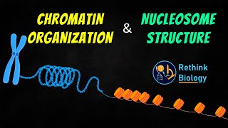 Chromatin Organization Animation  Nucleosome Structure [upl. by Sorips]