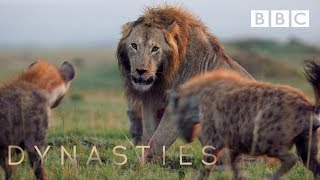 Hyena pack attacks lion  FULL CLIP  Dynasties [upl. by Stacy]