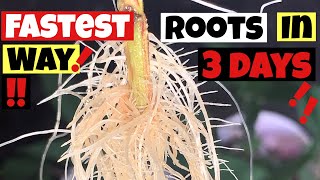 HOW TO CLONE CANNABIS  ROOTS IN 3 DAYS STEP BY STEP GROW GUIDE [upl. by Tutto]