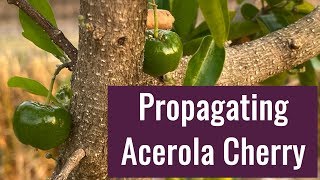 Acerola Cherry Barbados Cherry Propagation [upl. by Evreh77]