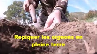 Comment repiquer les oignons en pleine terre [upl. by Kynthia]