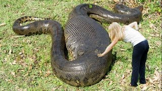 Worlds LARGEST Snakes EVER [upl. by Calise815]