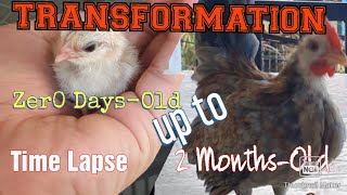 0 Days Old upto 2 months Old  Serama Chicken Hatching story [upl. by Sabine]