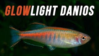 Species Spotlight  Glowlight Danios [upl. by Alehc740]