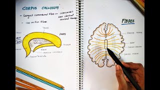 CORPUS CALLOSUM  Parts and Function  Largest Commissure  White Matter  Neuro Anatomy [upl. by Onailimixam]