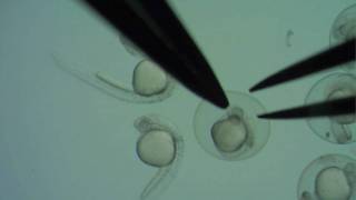 Dechorionating zebrafish embryos [upl. by Ydnar]