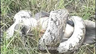 This Python is eating a live Langur [upl. by Cyrus]