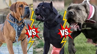 Boerboel vs Cane corso vs Bandog  Bandog vs cane corso  cane corso vs Bandog  Boerboer vs bandog [upl. by Naeruat]