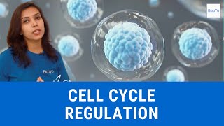 Cell Cycle Regulation  Basics Explained  Hindi [upl. by Jana942]