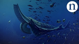 Gentle giants of the Cambrian [upl. by Noreen932]