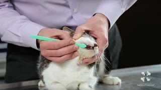 How to Brush Your Cats Teeth  Vet Tutorial [upl. by Llevaj]