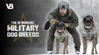 10 MILITARY DOG BREEDS [upl. by Aihsek802]