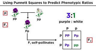 Mendelian Genetics and Punnett Squares [upl. by Suoivatnom]