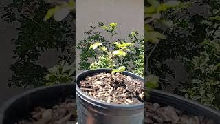 Sabara Jaboticaba tree amp Seedlings [upl. by Nosneb738]