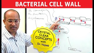 Bacterial Cell Wall [upl. by Ahsed]